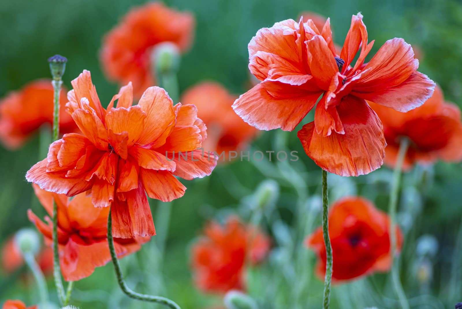 Red poppies on a field on a summer sunny day.In poppies field.Summer and spring, landscape, poppy seed. Opium poppy, botanical plant, ecology. Drug and love intoxication, opium, medicinal.