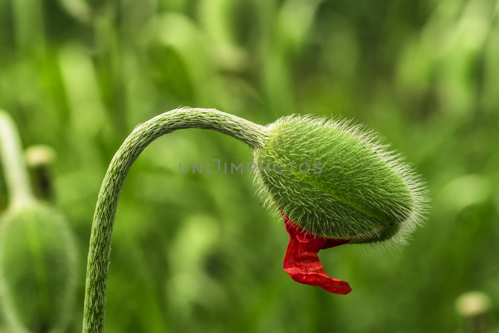 Young spring plant. Sprout of a young poppy in a meadow.Young green poppy sprout.