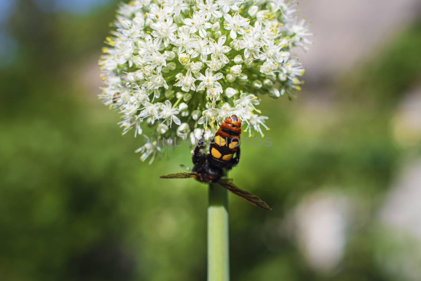 Megascolia maculata. The mammoth wasp. Scola giant wasp on a onion flower. Scola lat. Megascolia maculata is a species of large wasps from the family of scaly . by nkooume