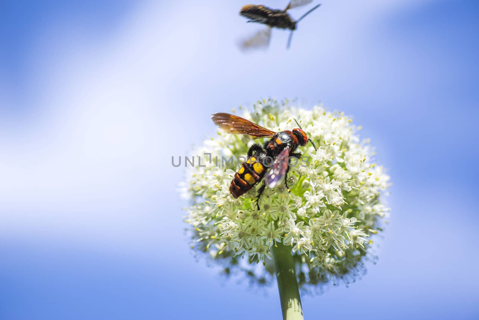 Megascolia maculata. The mammoth wasp. Scola giant wasp on a onion flower. Scola lat. Megascolia maculata is a species of large wasps from the family of scaly . by nkooume