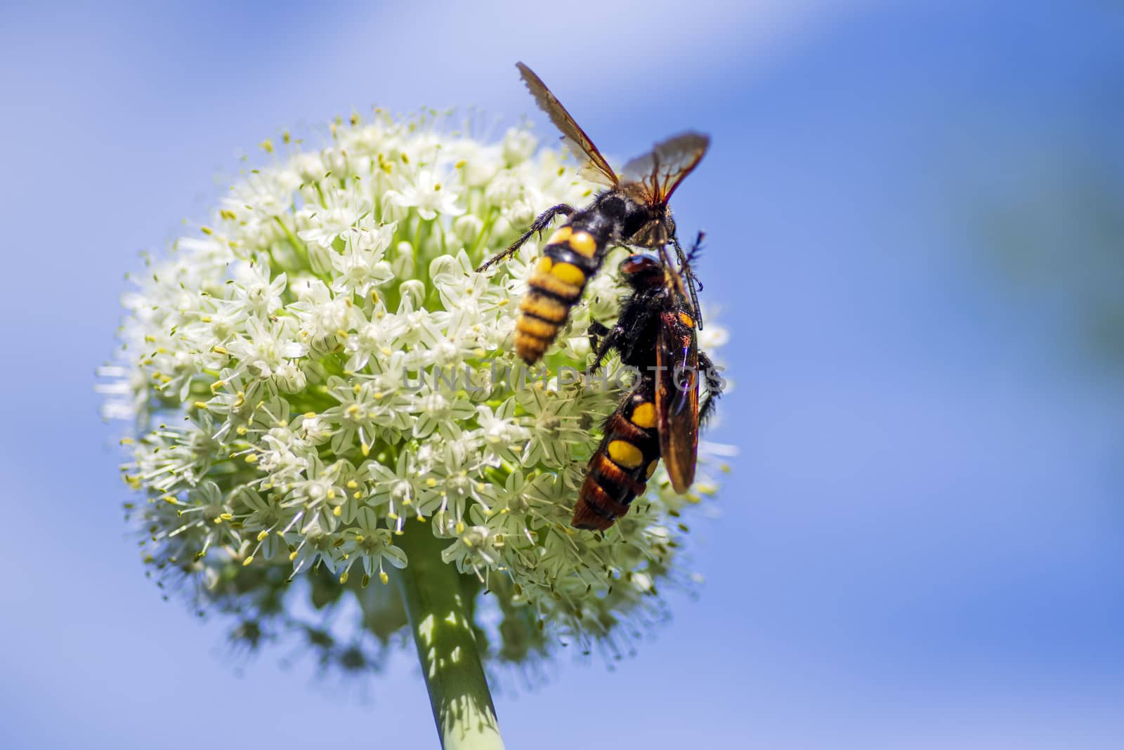 Megascolia maculata. The mammoth wasp. Scola giant wasp on a onion flower. Scola lat. Megascolia maculata is a species of large wasps from the family of scaly . by nkooume