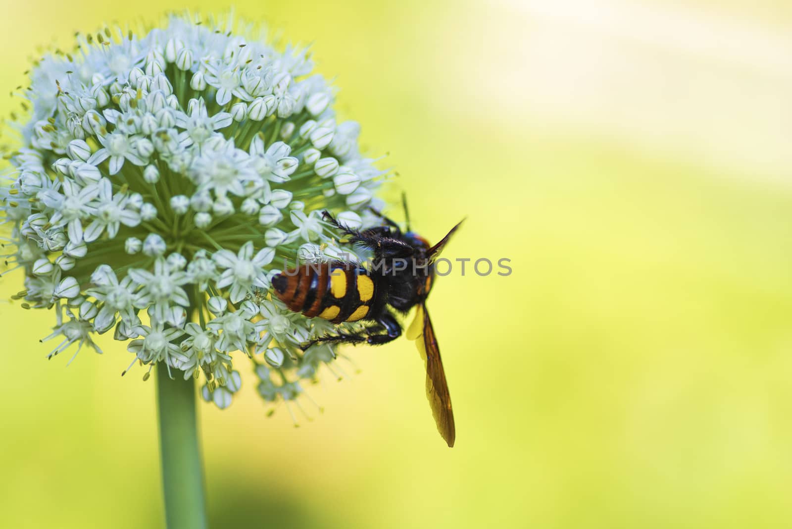 Megascolia maculata. The mammoth wasp. Scola giant wasp on a onion flower. Scola lat. Megascolia maculata is a species of large wasps from the family of scaly . by nkooume