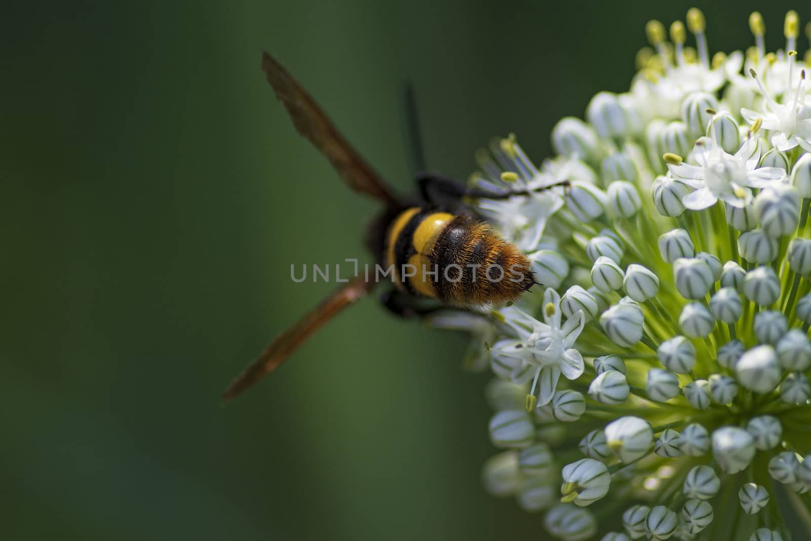 Scola lat. Megascolia maculata lat. Scolia maculata is a species of large wasps from the family of scaly .Megascolia maculata. The mammoth wasp. Scola giant wasp on a onion flower.