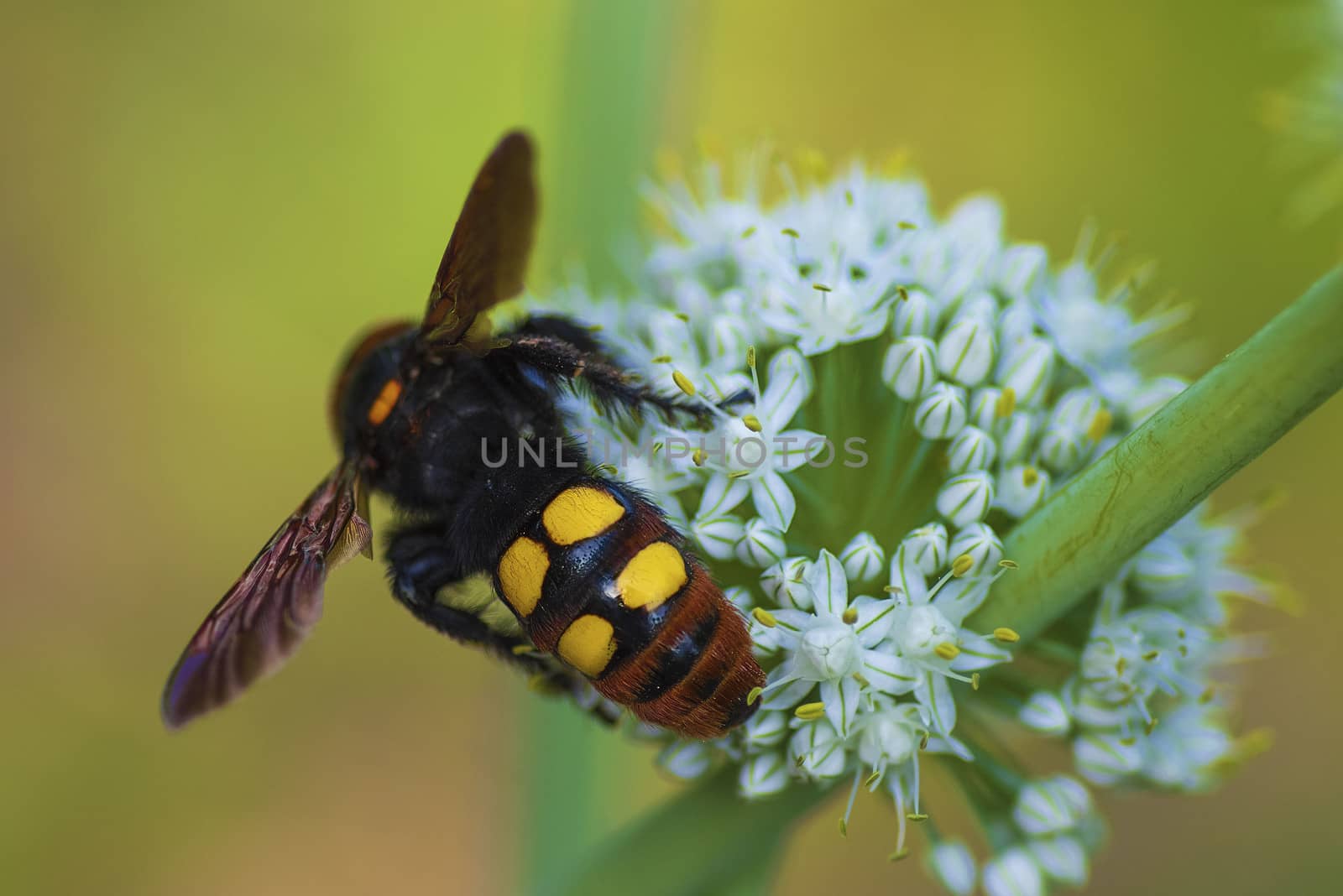 Megascolia maculata. The mammoth wasp. Scola giant wasp on a onion flower. Scola lat. Megascolia maculata is a species of large wasps from the family of scaly . by nkooume