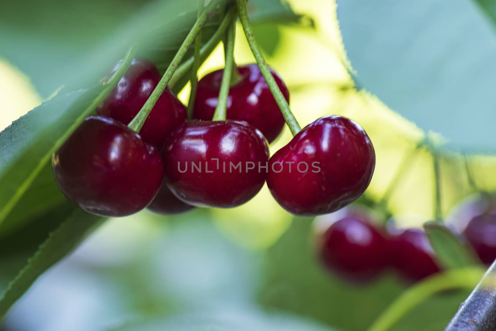 Cherries hanging on a cherry tree branch.Red organic cherries on a branch of cherry tree,branch-macro,ripe cherries on a branch.