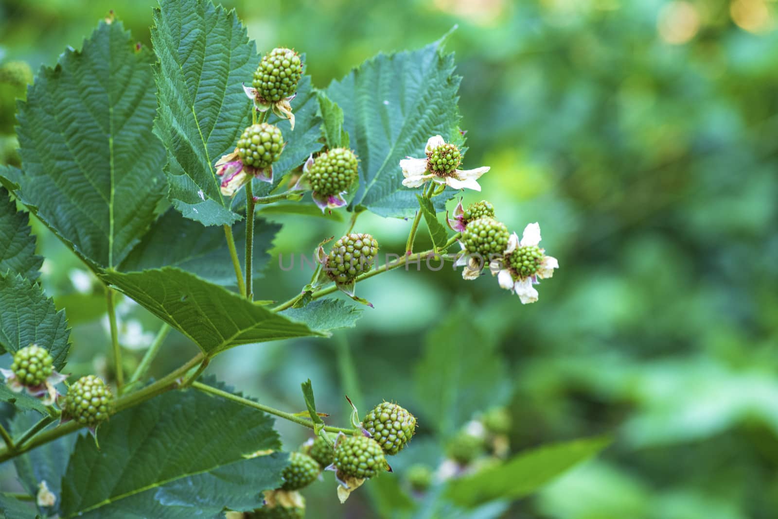 Not ripe blackberries.Not ripe blackberry among green leavesNot ripe wild raspberries in the forest.