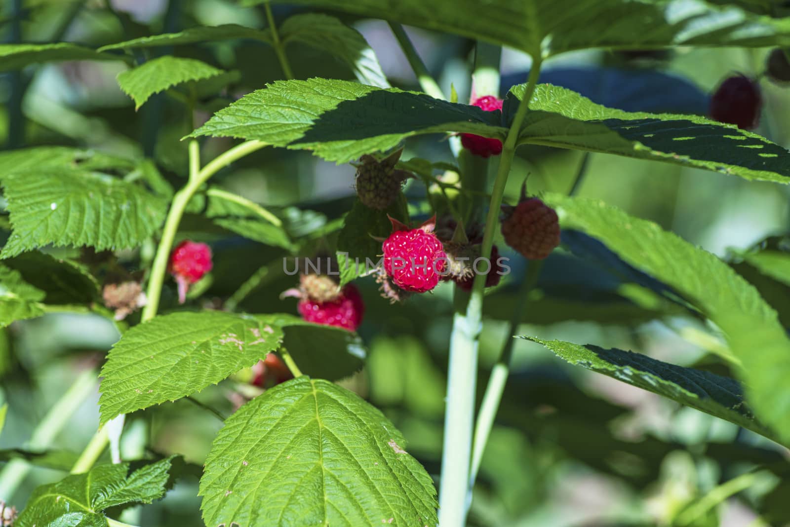 Red raspberry with leaf on green background. lose-up of the ripe raspberry in the fruit garden,ripe raspberry.