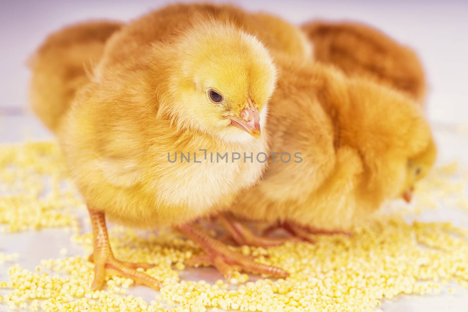 Yellow chickens eat millet. Little newborn chickens.