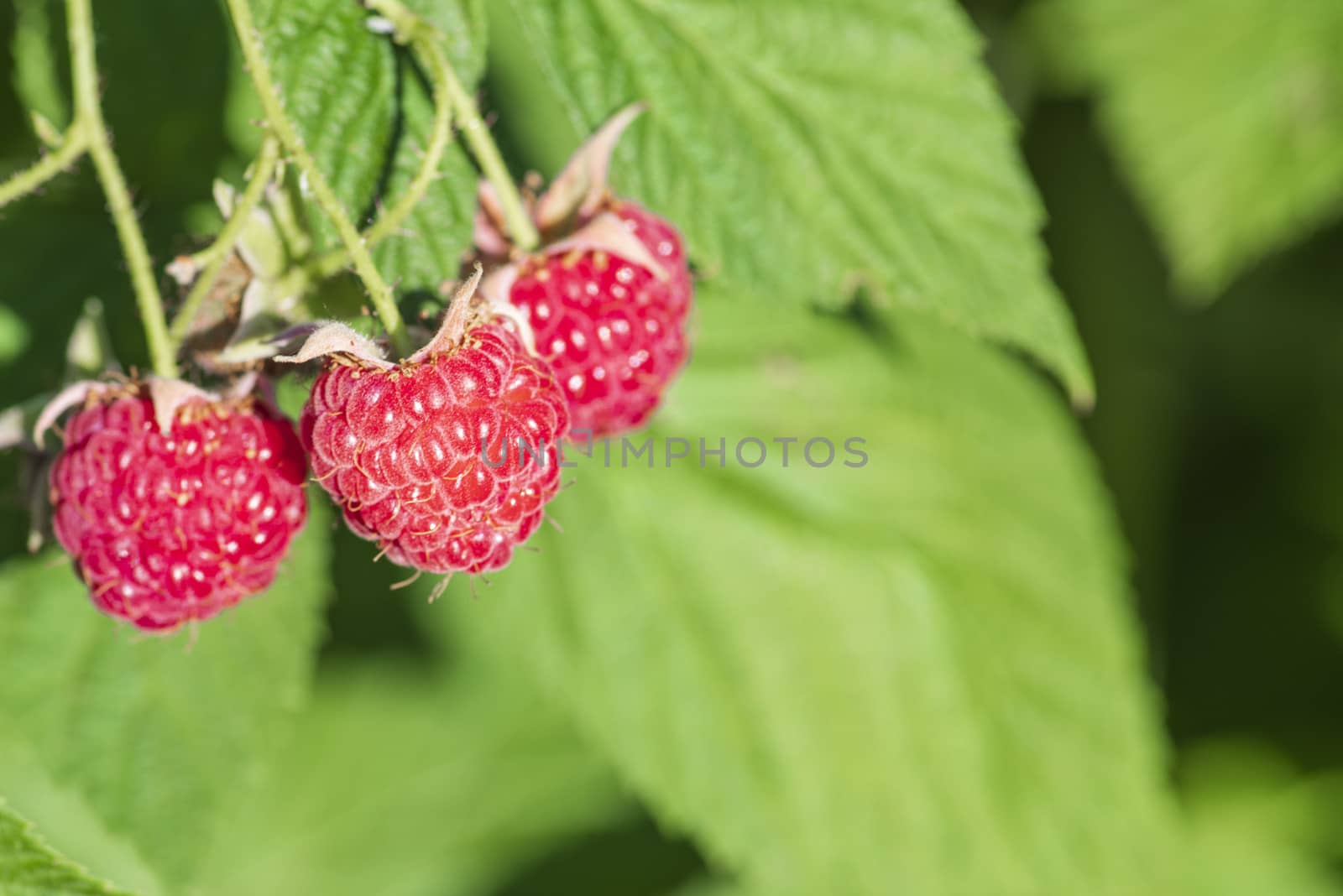 Red raspberry with leaf on green background. lose-up of the ripe raspberry in the fruit garden,ripe raspberry.