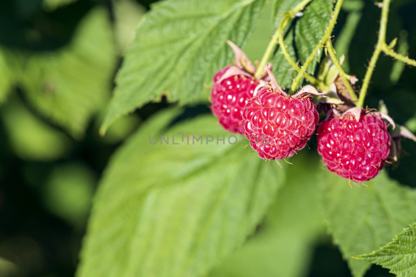 Red raspberry with leaf on green background. lose-up of the ripe raspberry in the fruit garden,ripe raspberry.