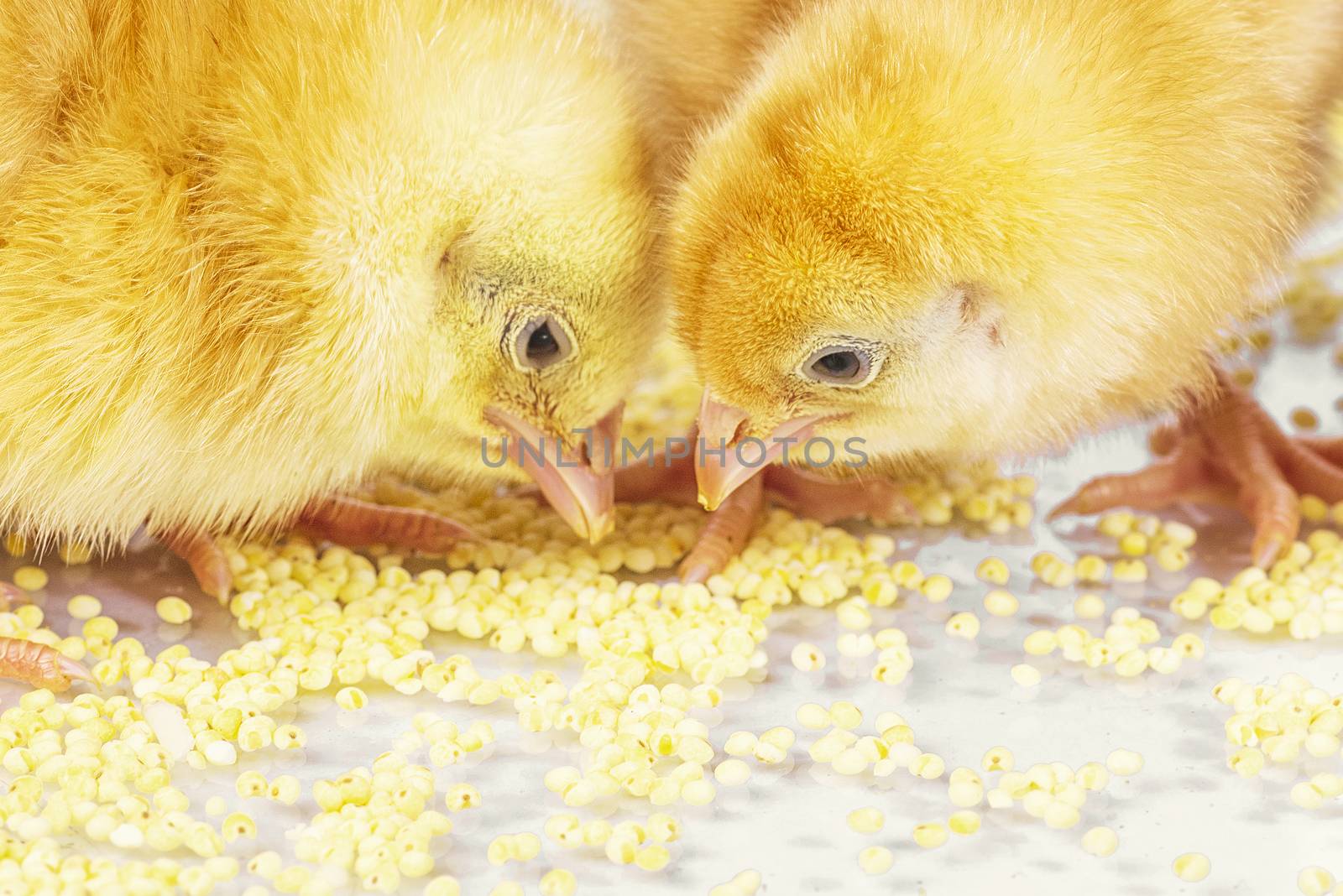 Yellow chickens eat millet. Little newborn chickens.