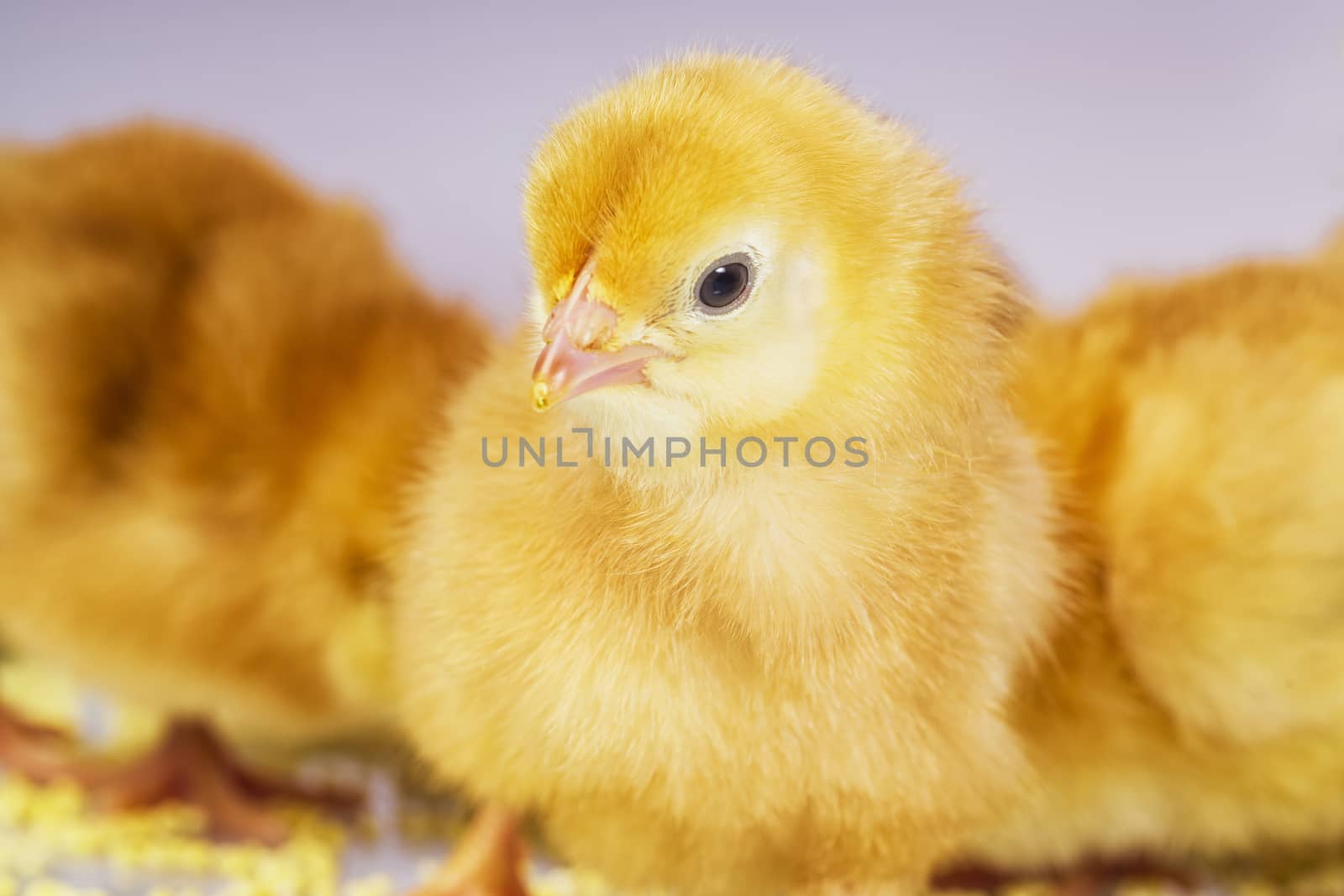 yellow chick, little chicken. newborn yellow chicken on light background.