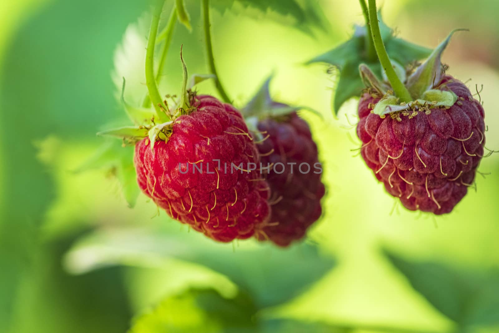 Red raspberry with leaf on green background. lose-up of the ripe raspberry in the fruit garden,ripe raspberry.
