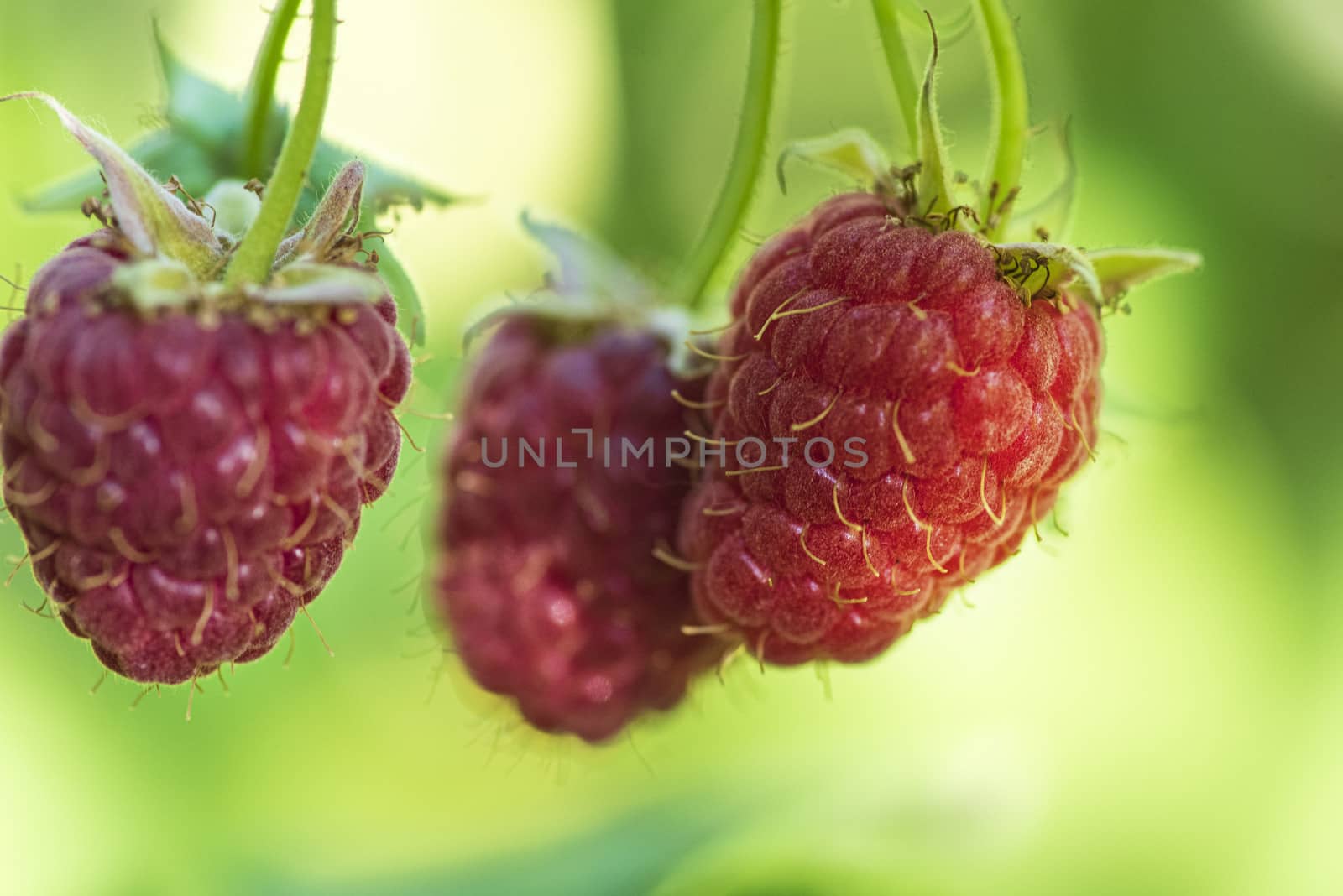 Red raspberry with leaf on green background. lose-up of the ripe raspberry in the fruit garden,ripe raspberry.