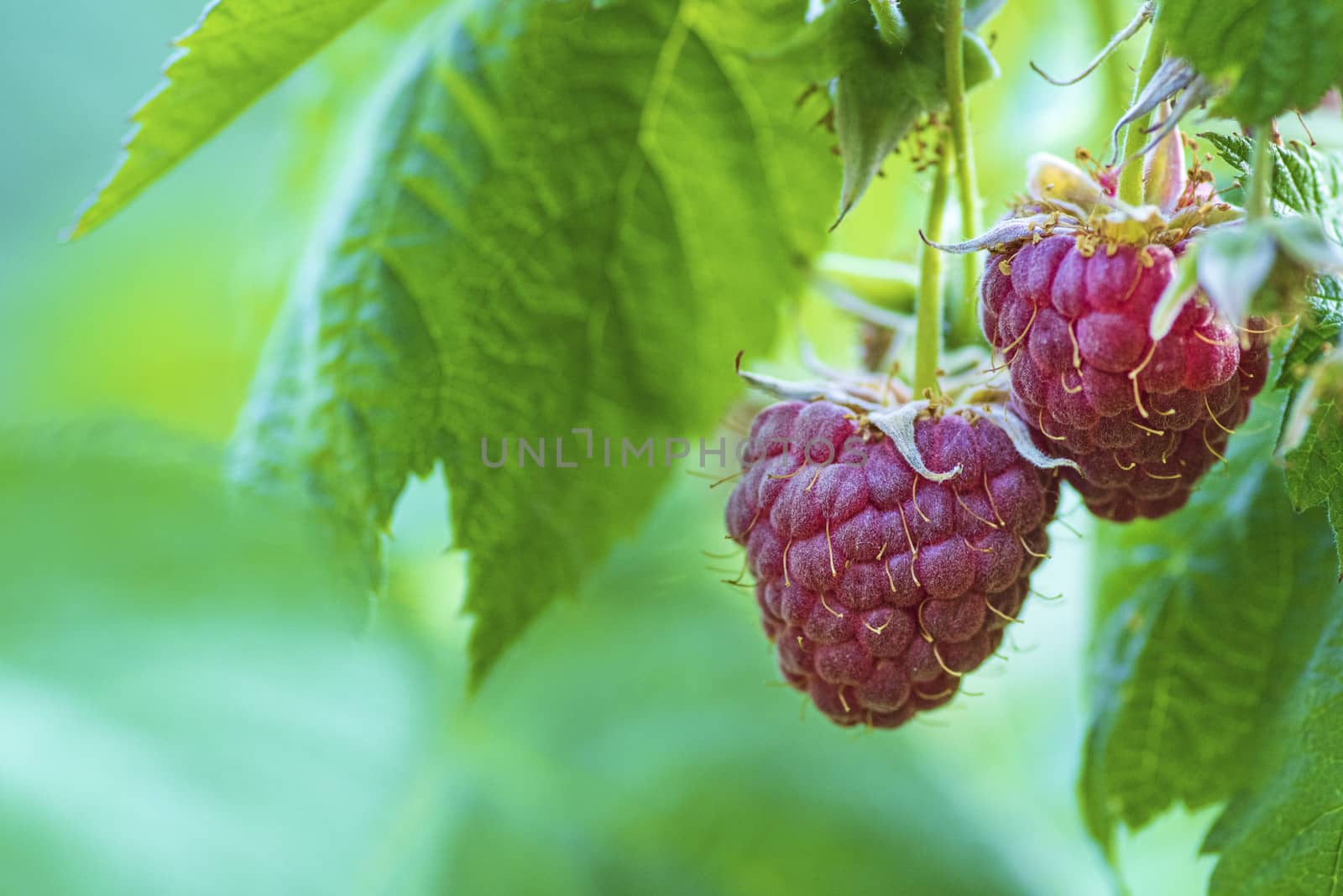 Red raspberry with leaf on green background. lose-up of the ripe raspberry in the fruit garden,ripe raspberry.