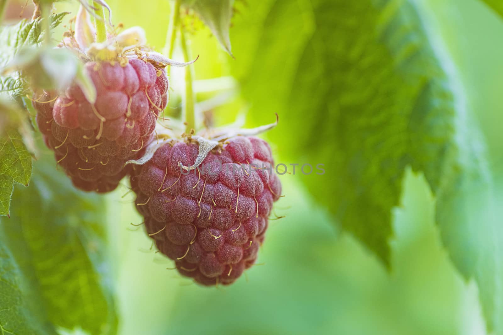 Red raspberry with leaf on green background. lose-up of the ripe raspberry in the fruit garden,ripe raspberry.