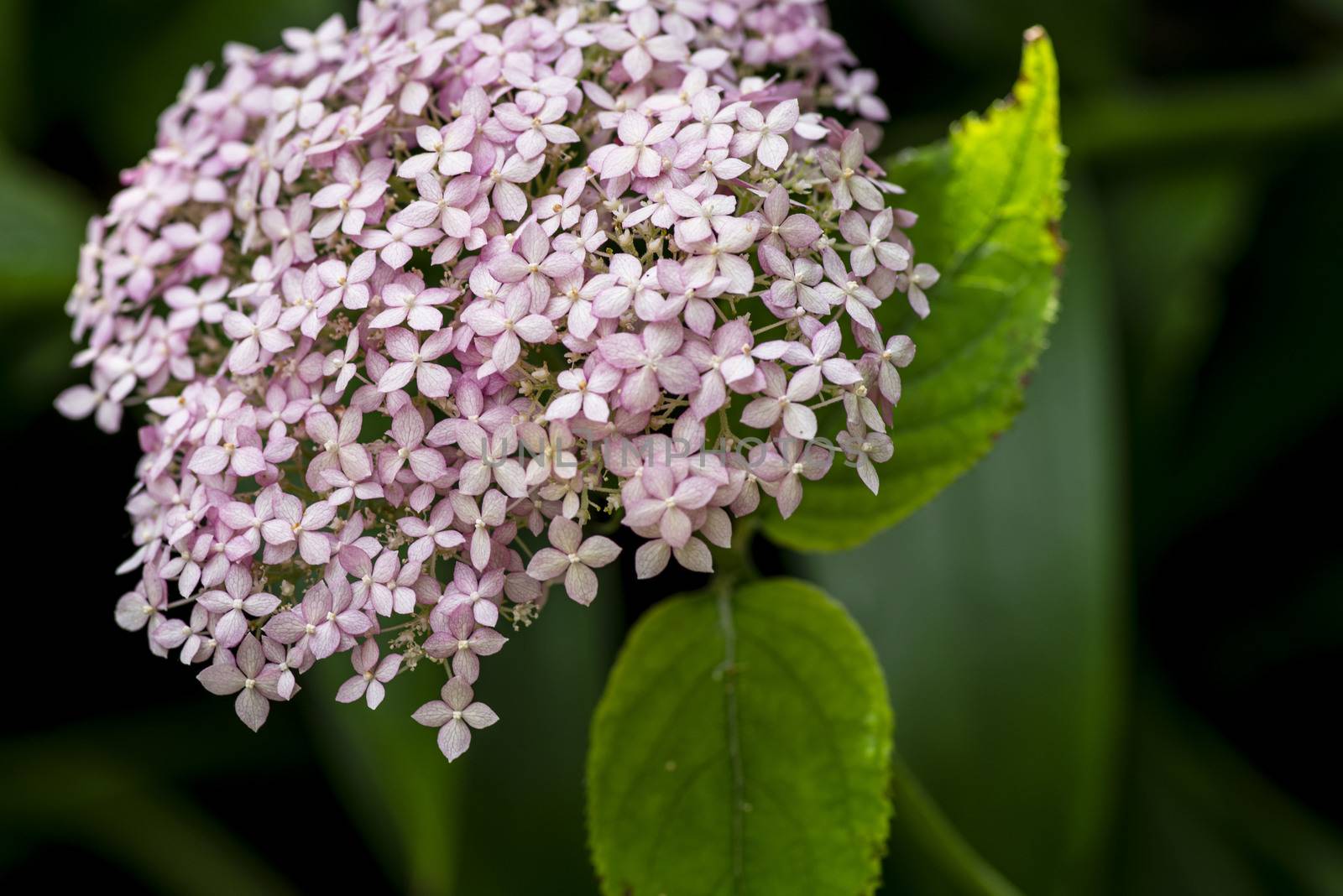 Flowers are blooming in spring and summer .Hydrangea macrophylla blooming in a gardenBeautiful flowers background and pattern. Hydrangea bushes are lilac, violet, pink.Close-up