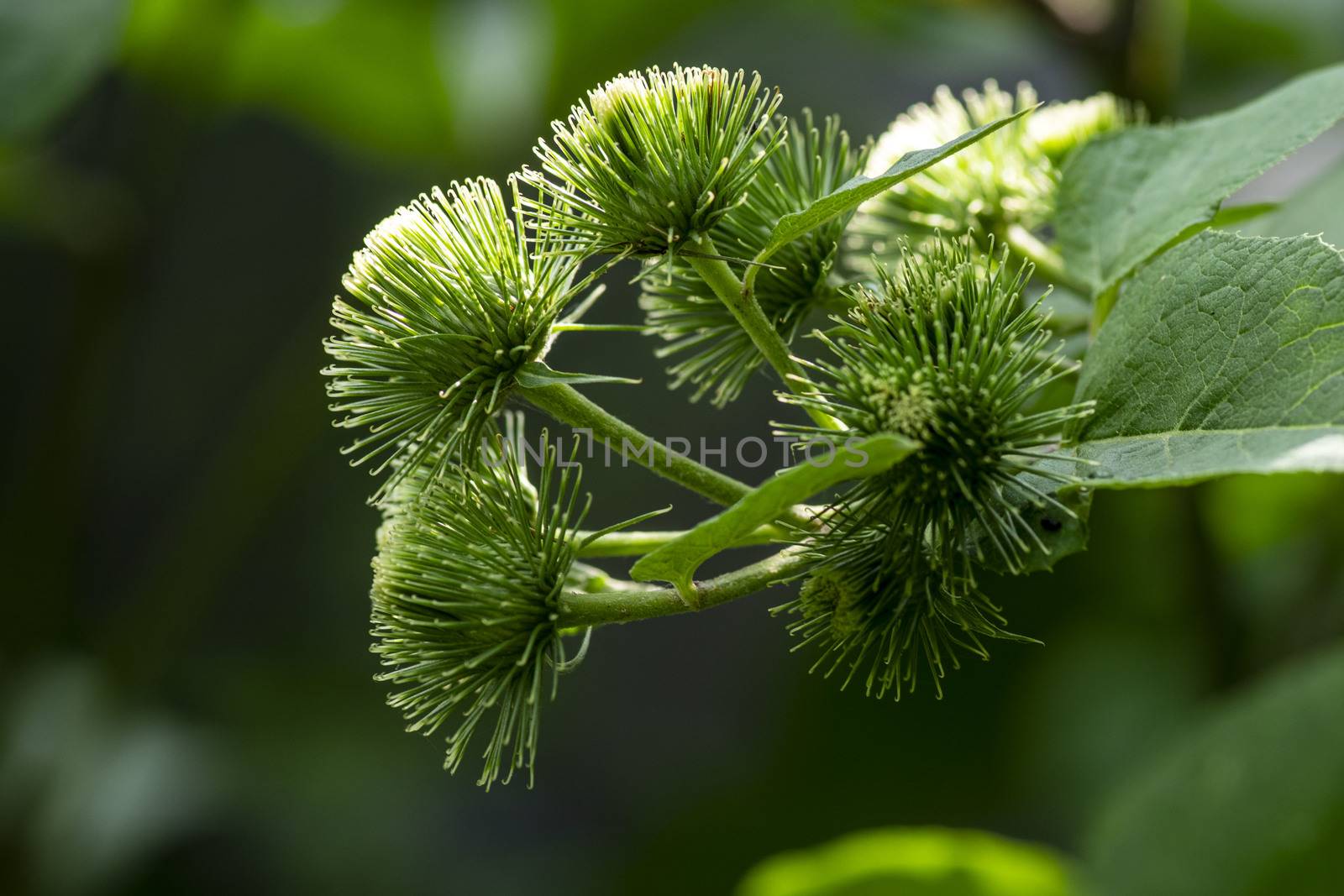 Useful plants.Buds of the great burdock arctium lappa in summer.Close-up of Arctium lappa beggars buttons in the vegetable garden.