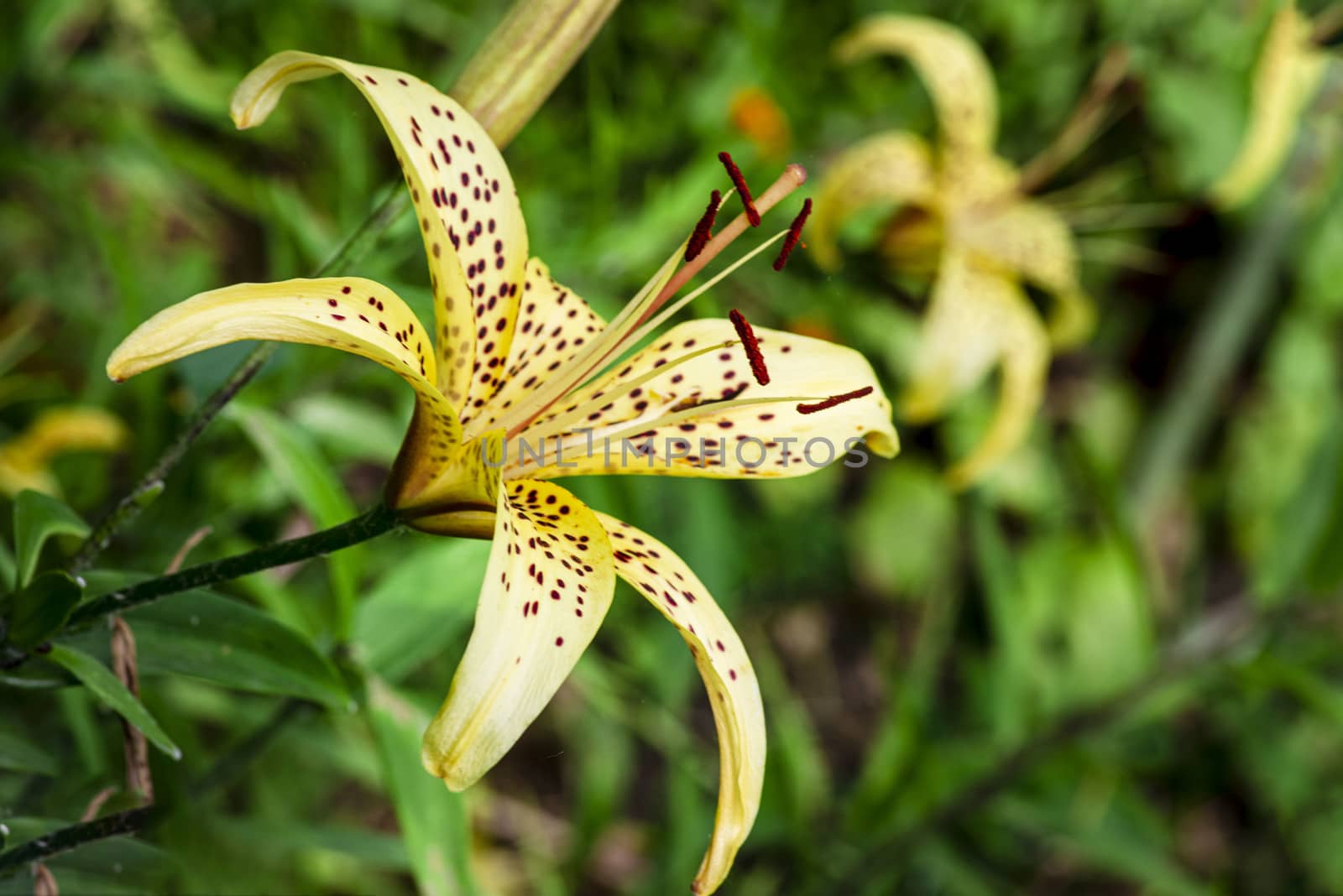 Lily flower close up. Summer flowersleopard yellow Lily flower at close range L.Pardalinum.