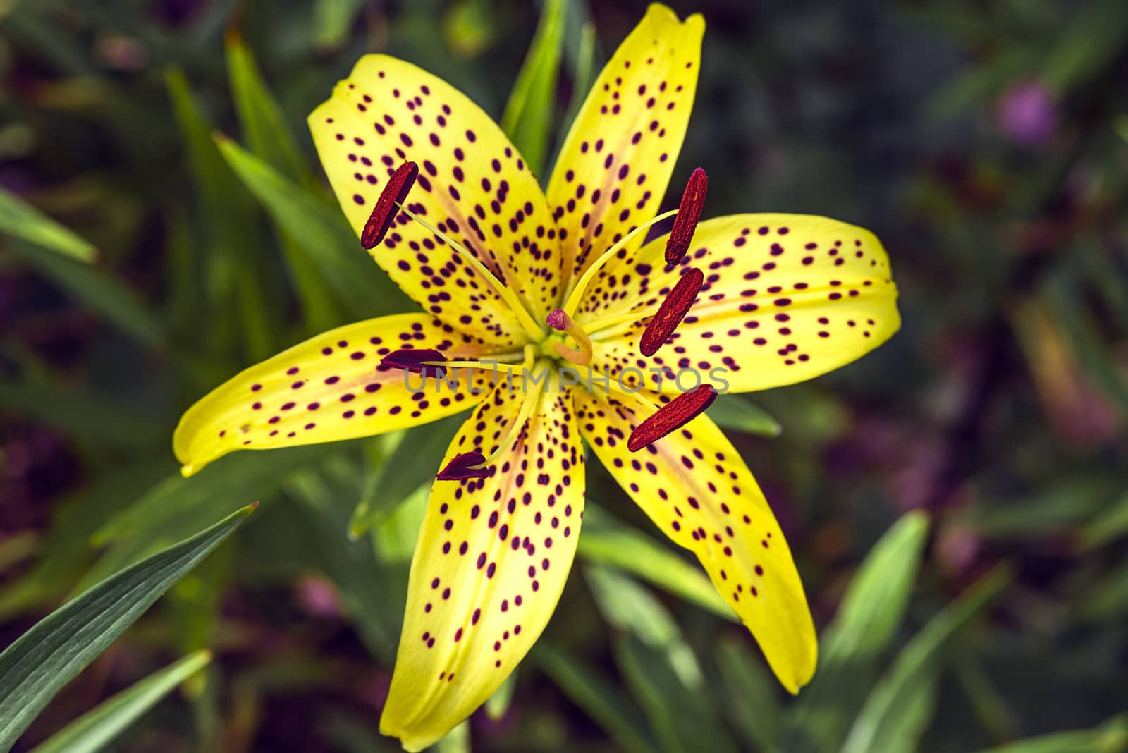 Lily flower close up. Summer flowersleopard yellow Lily flower at close range L.Pardalinum.