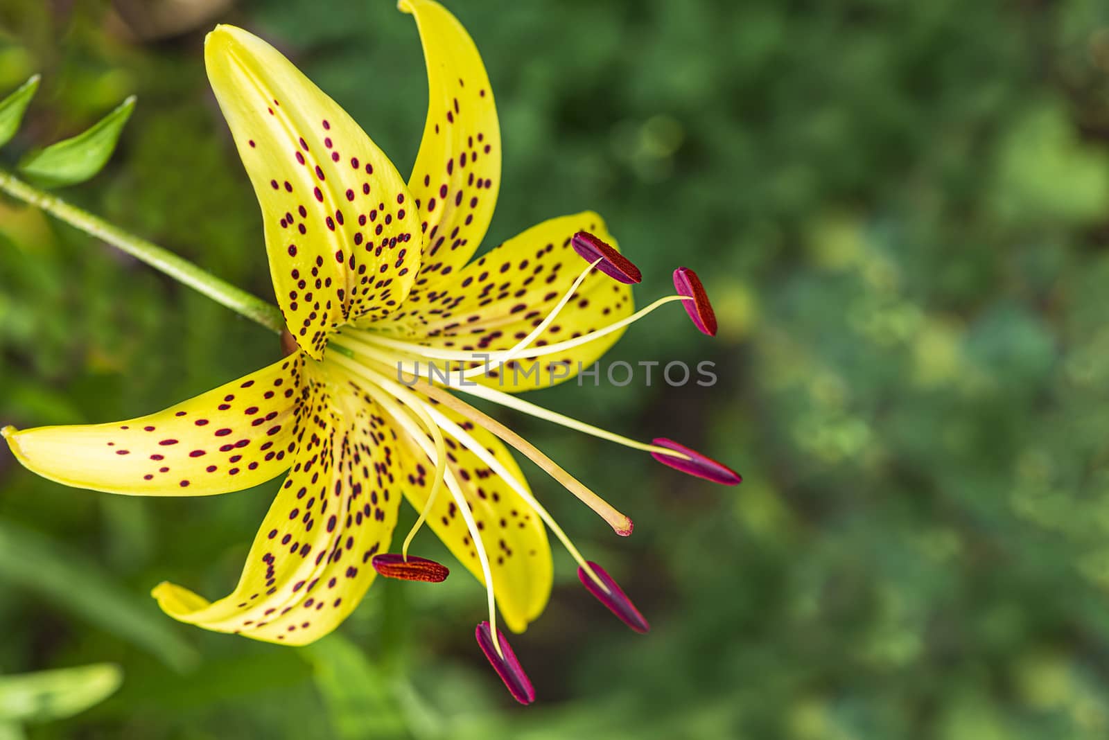 Lily flower close up. Summer flowersleopard yellow Lily flower at close range L.Pardalinum.