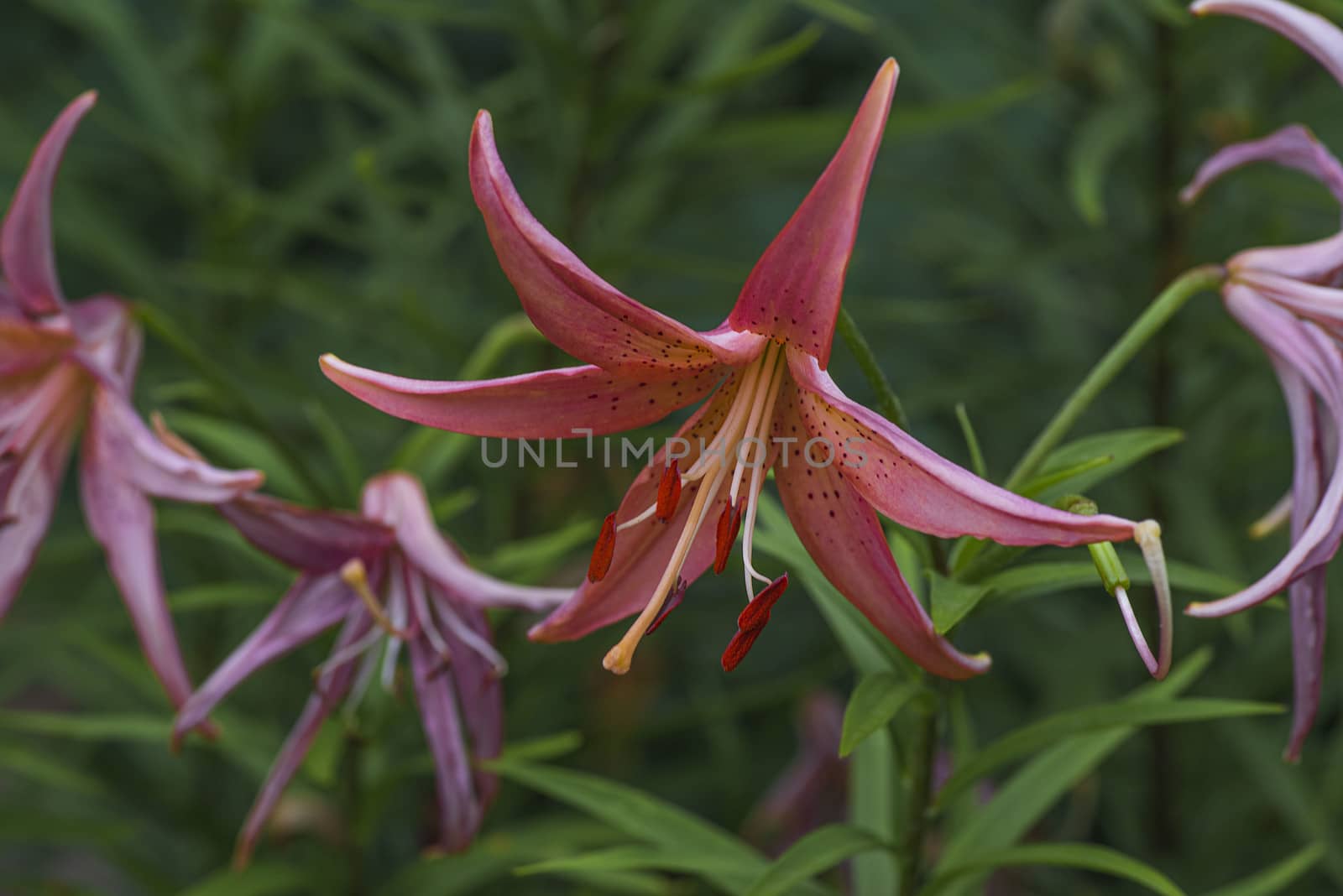 Lily flower close up. Summer flowersleopard pink Lily flower at close range L.Pardalinum.