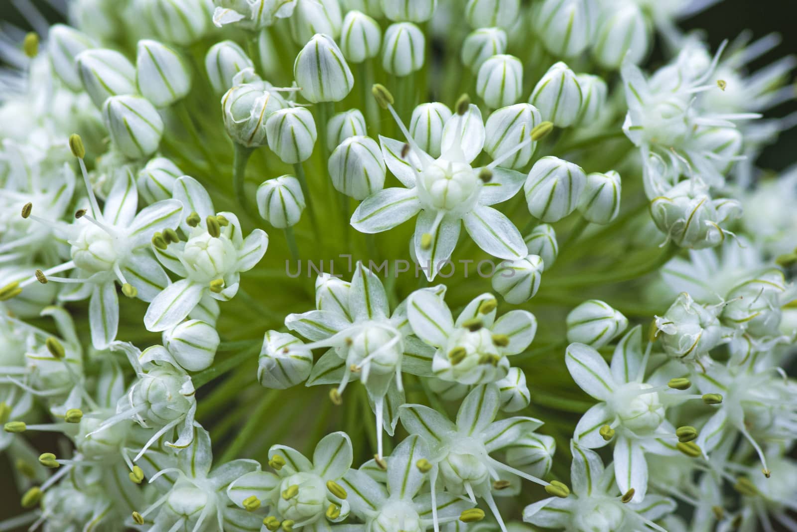 Macro image.Close-up with the prospect of decorative onion flowers blooming in a summer. Allium nigrum flower buds in summer.
