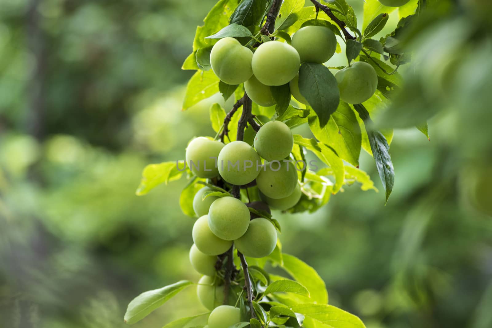 Green cherry plum closeup.Cherry plum on a branch in the garden.Fruit garden with lots of large, juicy plums in sunlight .Organic nature yellow plums hanging on a tree branch