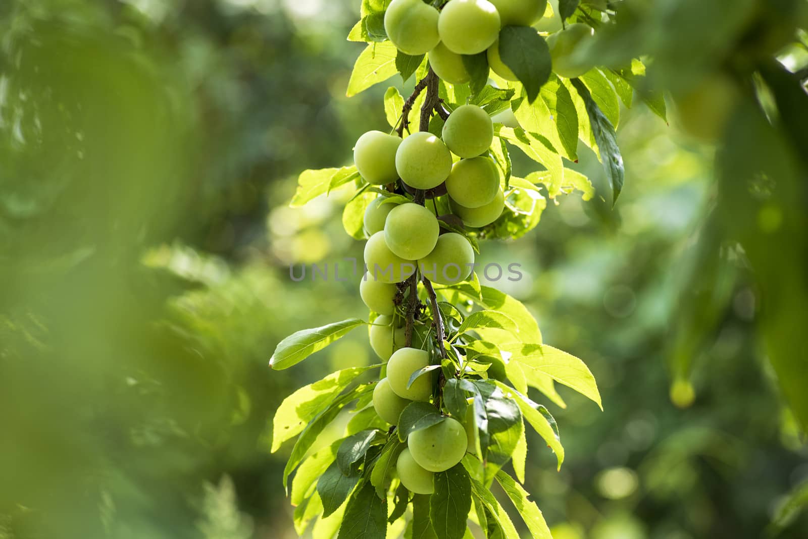 Green cherry plum closeup.Cherry plum on a branch in the garden.Fruit garden with lots of large, juicy plums in sunlight .Organic nature yellow plums hanging on a tree branch