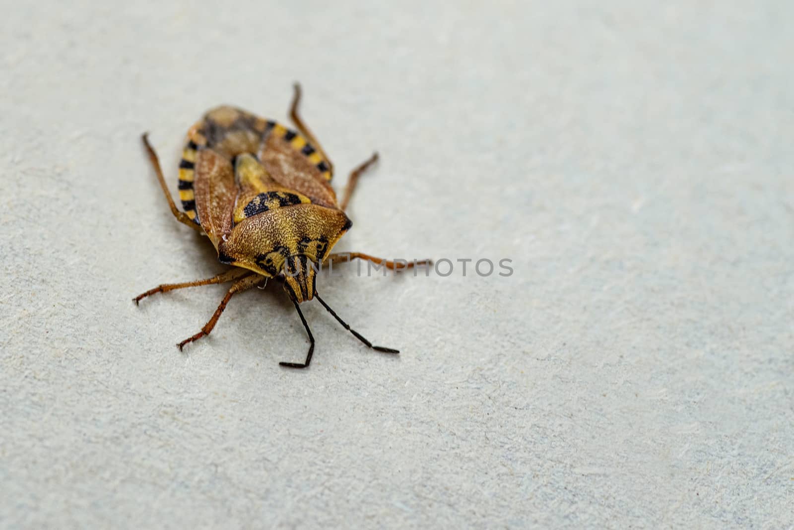 Insects are small.Brown marmorated stink bug Halyomorpha halys. On plain background with copyspace,on gray background close up.Insects are small