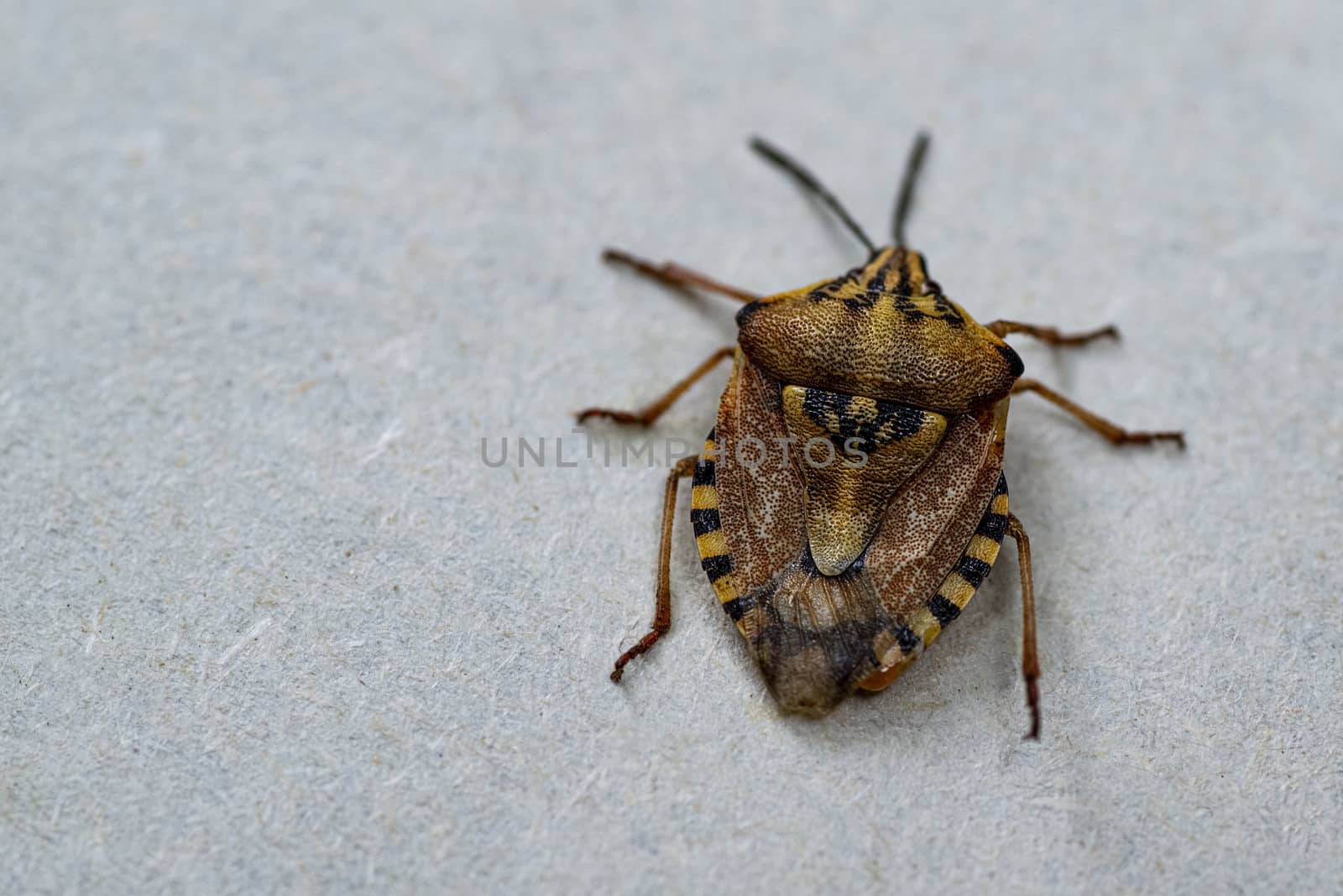 Insects are small.Brown marmorated stink bug Halyomorpha halys. On plain background with copyspace,on gray background close up.Insects are small