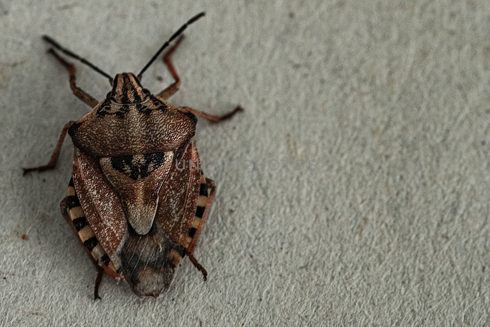 Insects are small.Brown marmorated stink bug Halyomorpha halys. On plain background with copyspace,on gray background close up.Insects are small