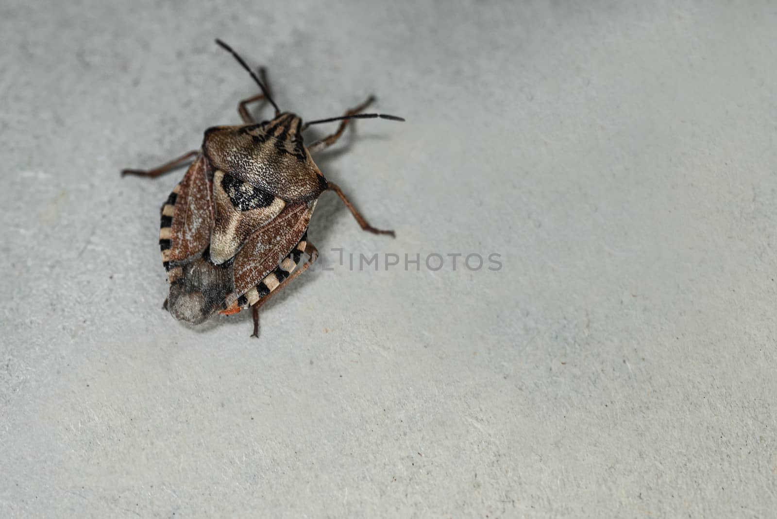 Insects are small.Brown marmorated stink bug Halyomorpha halys. On plain background with copyspace,on gray background close up.Insects are small