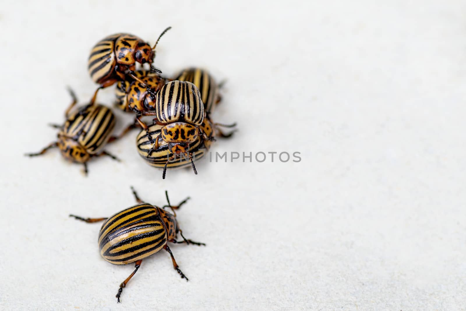 Many Colorado potato beetle.Potato bugs on foliage of potato in nature, natural background, close view.Colorado beetle eats a potato leaves young.Colorado potato beetle on a light background.