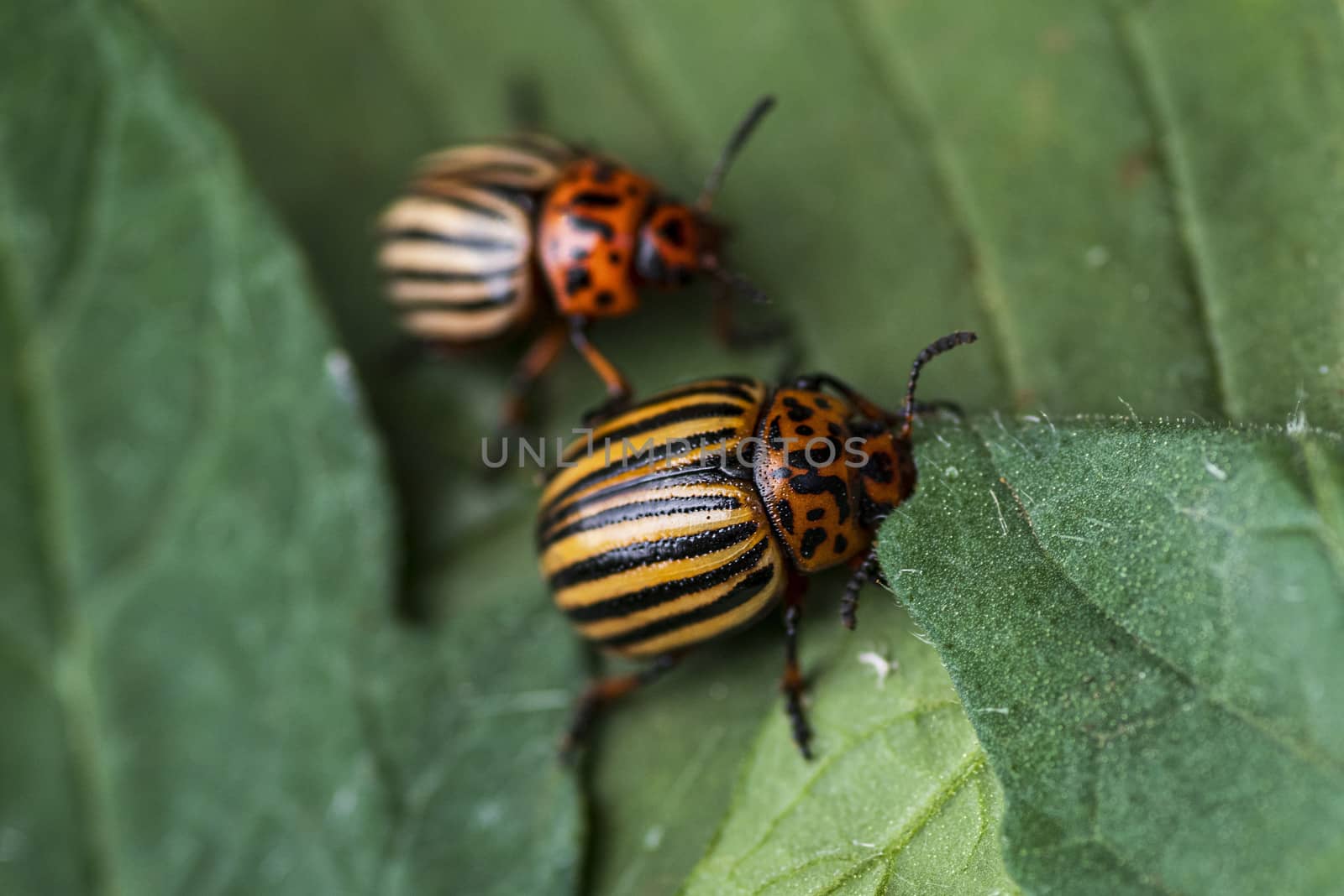 Many Colorado potato beetle.Potato bugs on foliage of potato in nature, natural background, close view.Colorado beetle eats a potato leaves young.Colorado potato beetle on a light background.