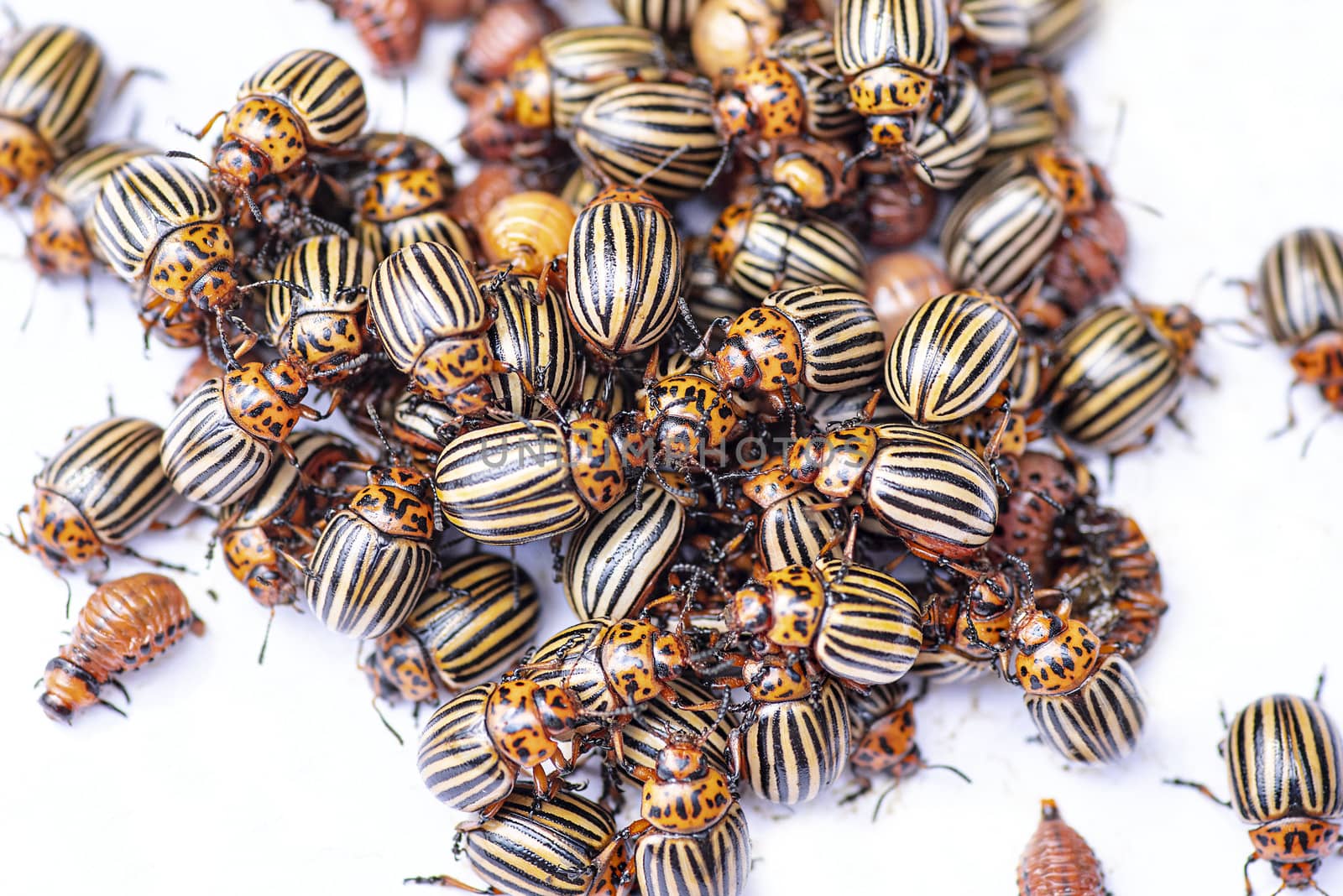 Many Colorado potato beetle.Potato bugs on foliage of potato in nature, natural background, close view.Colorado beetle eats a potato leaves young.Colorado potato beetle on a light background.