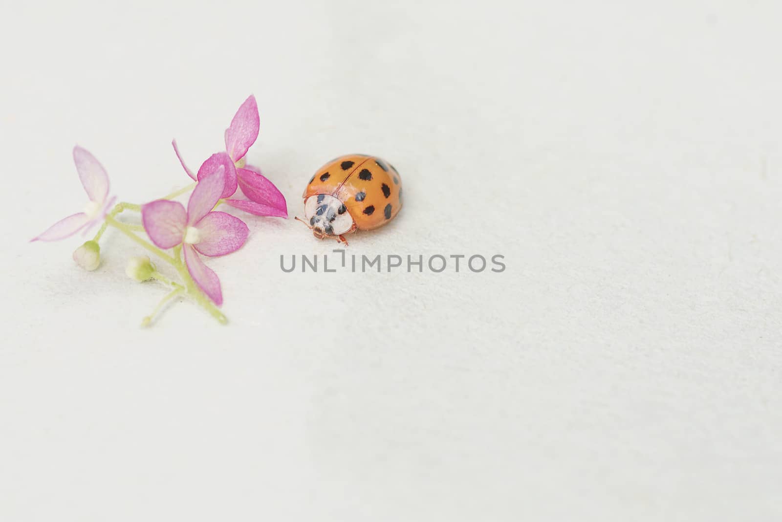 ladybug sits on a flower . Insects, ladybug close-up. Soft and selective focus.