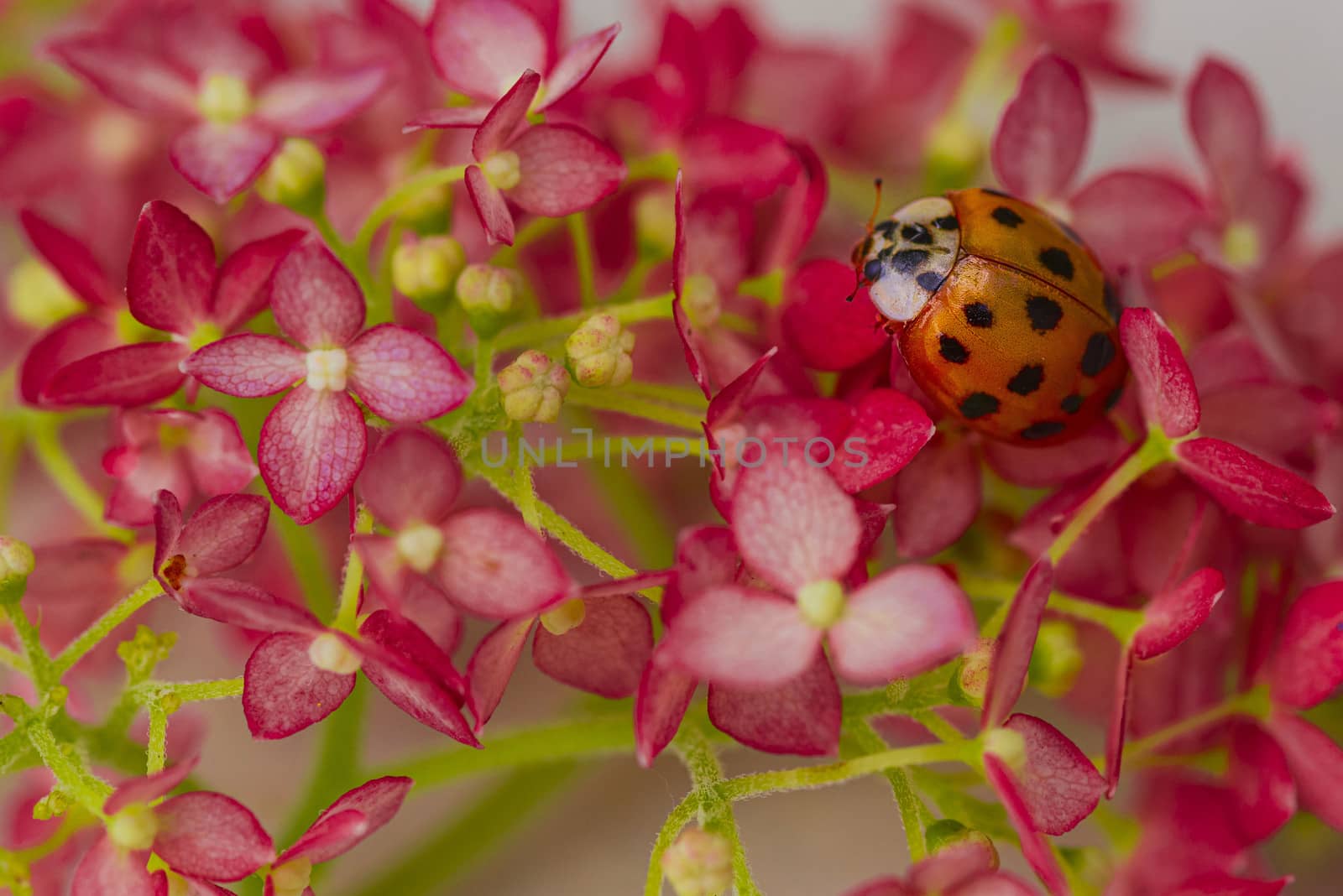 ladybug sits on a flower . Insects, ladybug close-up. Soft and selective focus.