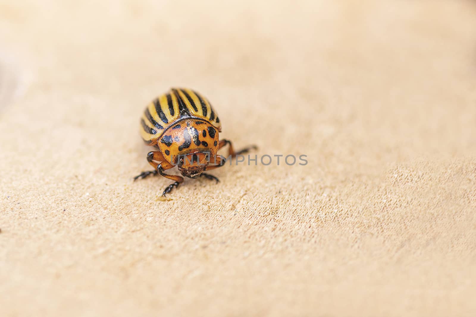 Potato bugs on foliage of potato in nature, natural background, close view.Colorado beetle eats a potato leaves young.