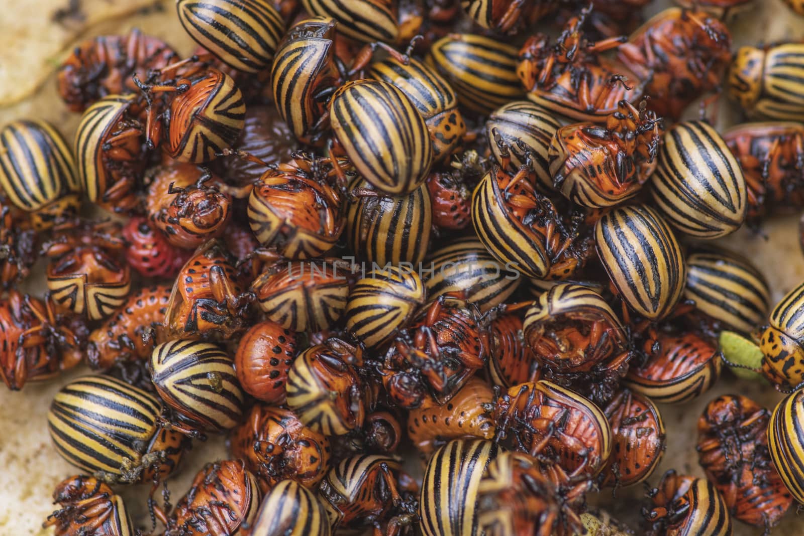 Many Colorado potato beetle.Potato bugs on foliage of potato in nature, natural background, close view.Colorado beetle eats a potato leaves young.Colorado potato beetle on a light background.