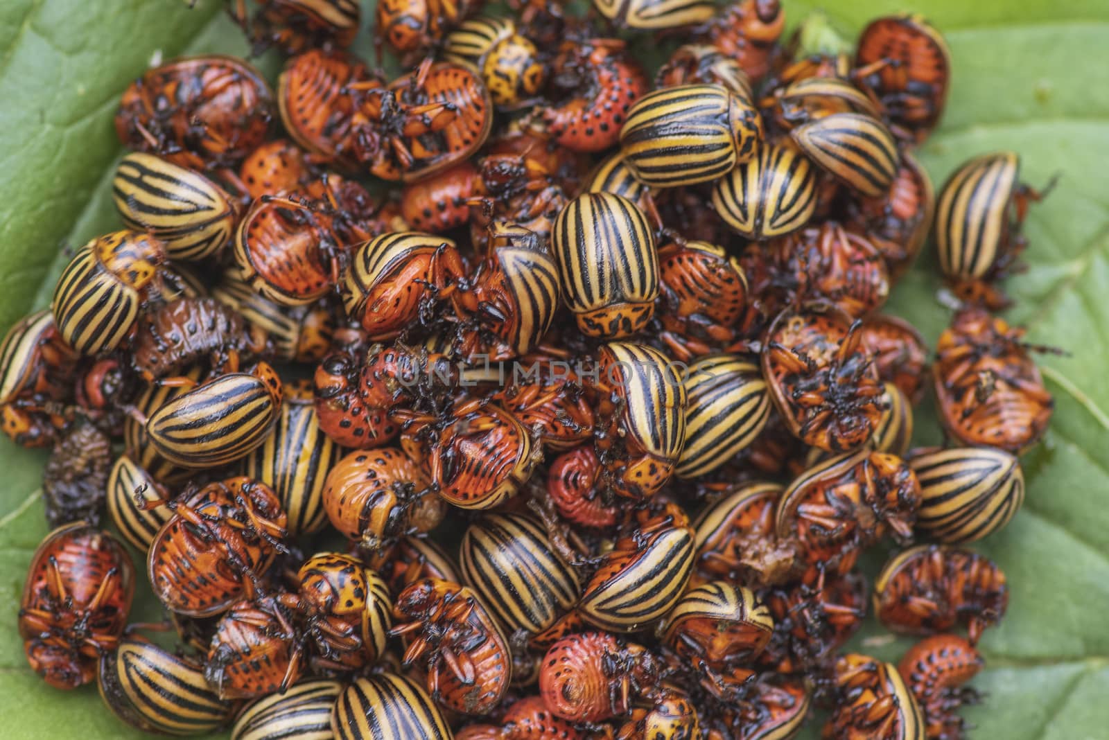 Many Colorado potato beetle.Potato bugs on foliage of potato in nature, natural background, close view.Colorado beetle eats a potato leaves young.Colorado potato beetle on a light background.