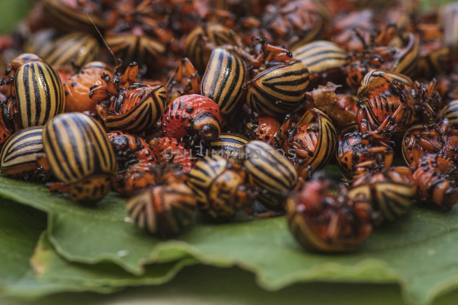 Many Colorado potato beetle.Potato bugs on foliage of potato in nature, natural background, close view.Colorado beetle eats a potato leaves young.Colorado potato beetle on a light background.