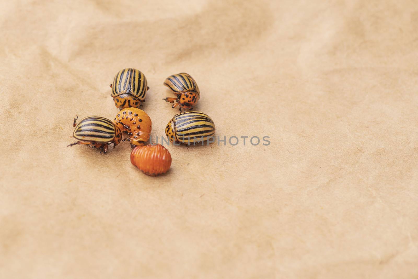 Many Colorado potato beetle.Potato bugs on foliage of potato in nature, natural background, close view.Colorado beetle eats a potato leaves young.Colorado potato beetle on a light background.