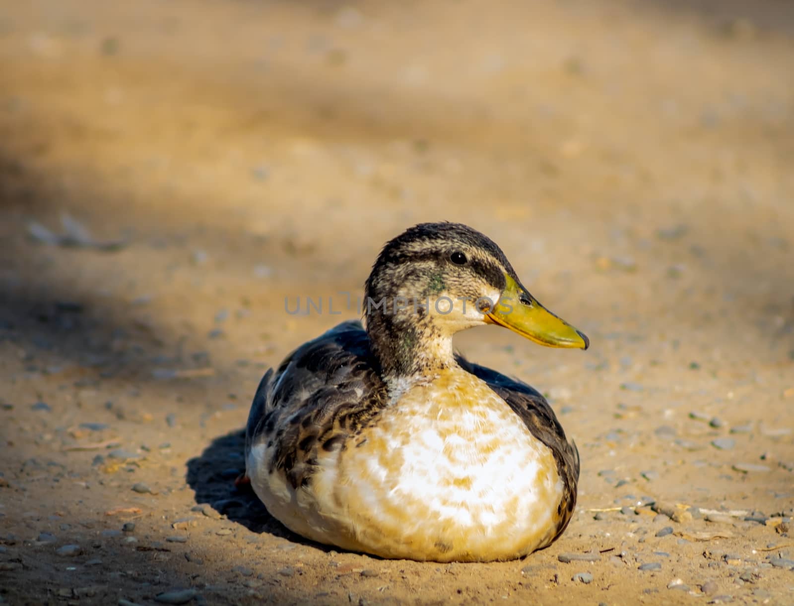 Ducks in freedom in the natural landscape of Nules