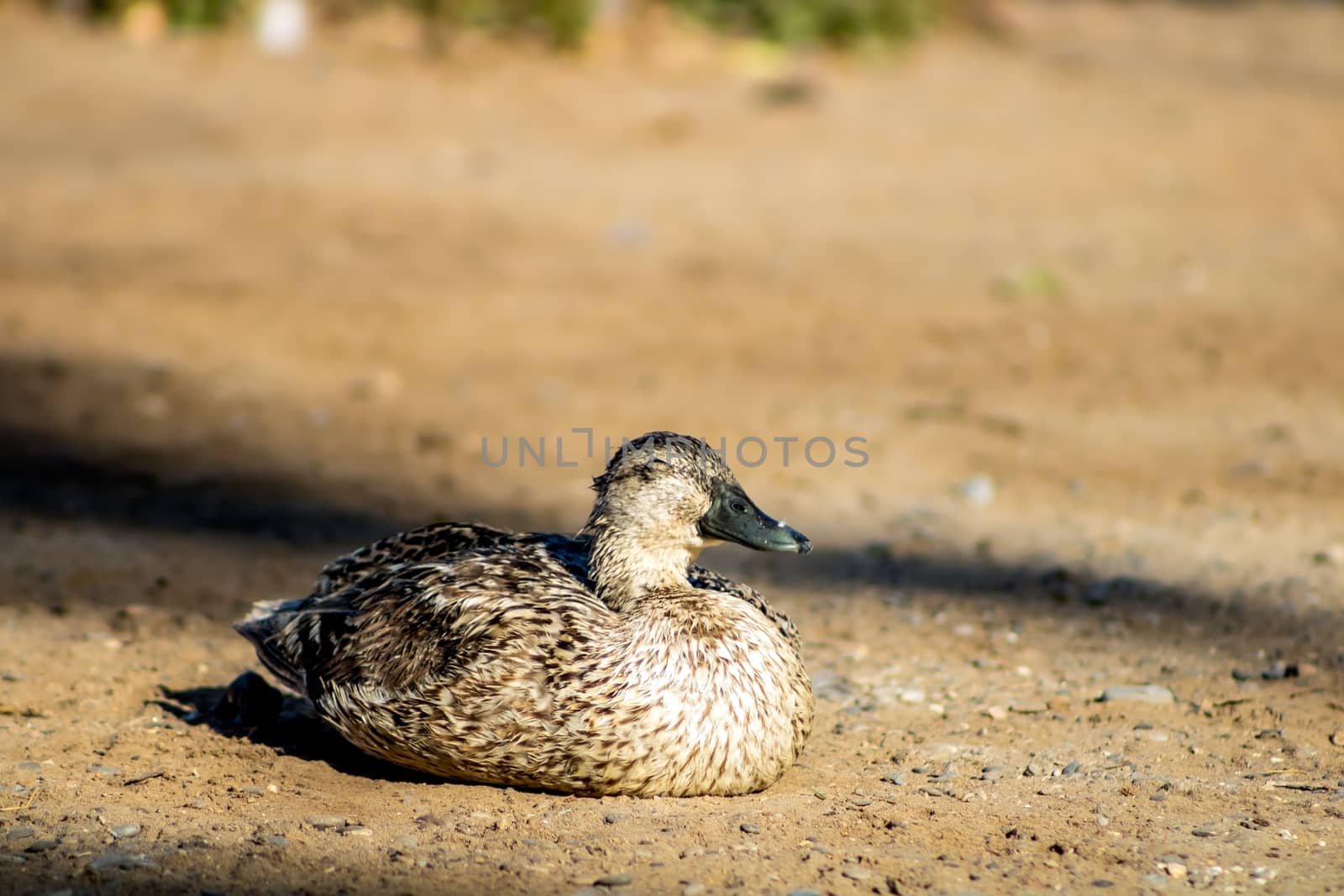 Ducks in freedom in the natural landscape of Nules
