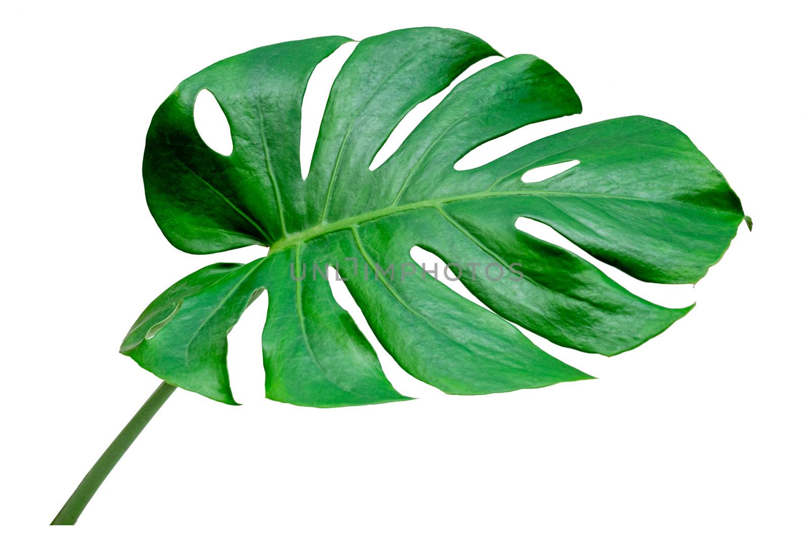 Monstera leaves leaves with Isolate on white background Leaves on white