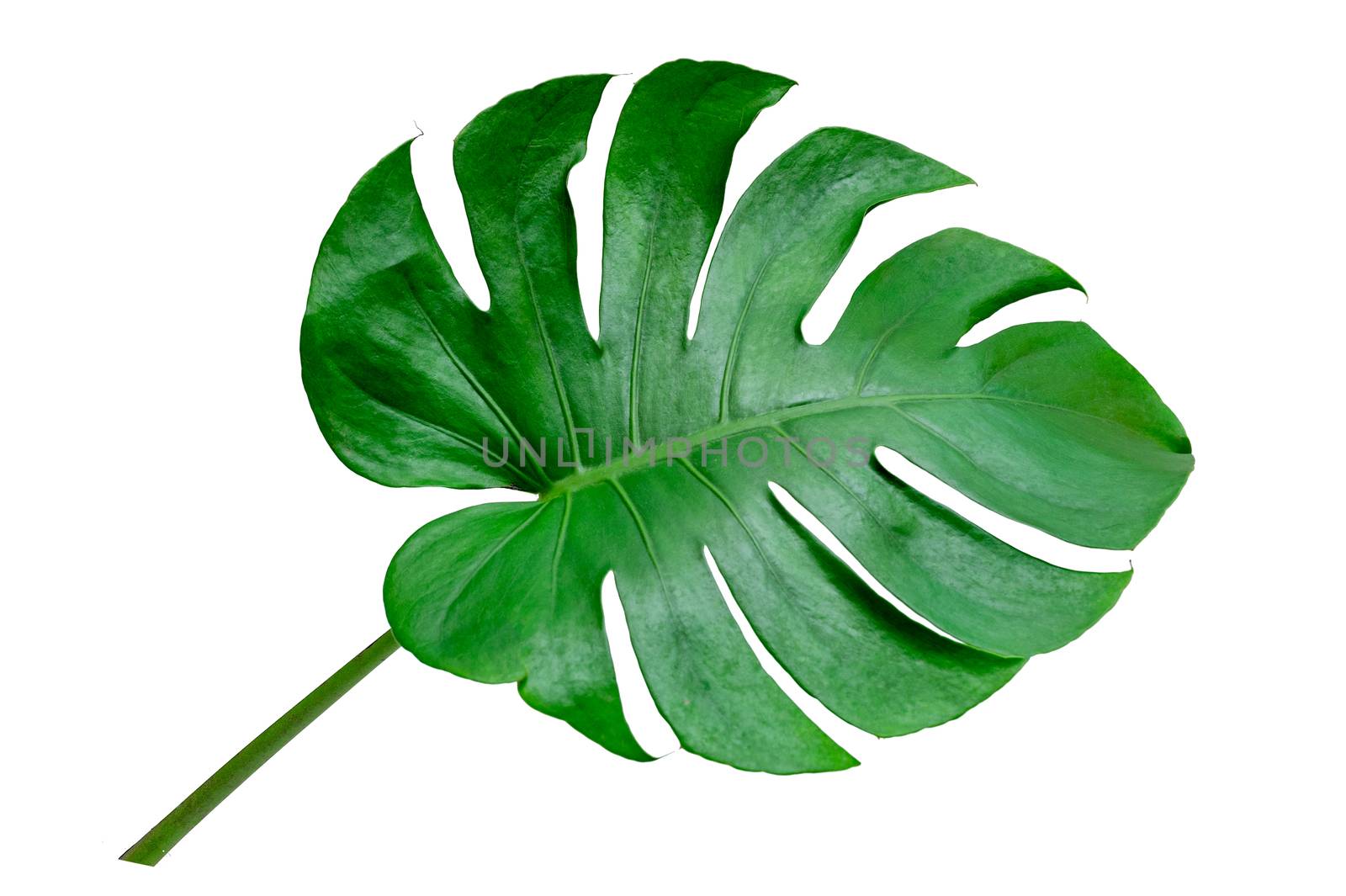 Monstera leaves leaves with Isolate on white background Leaves on white by sarayut_thaneerat