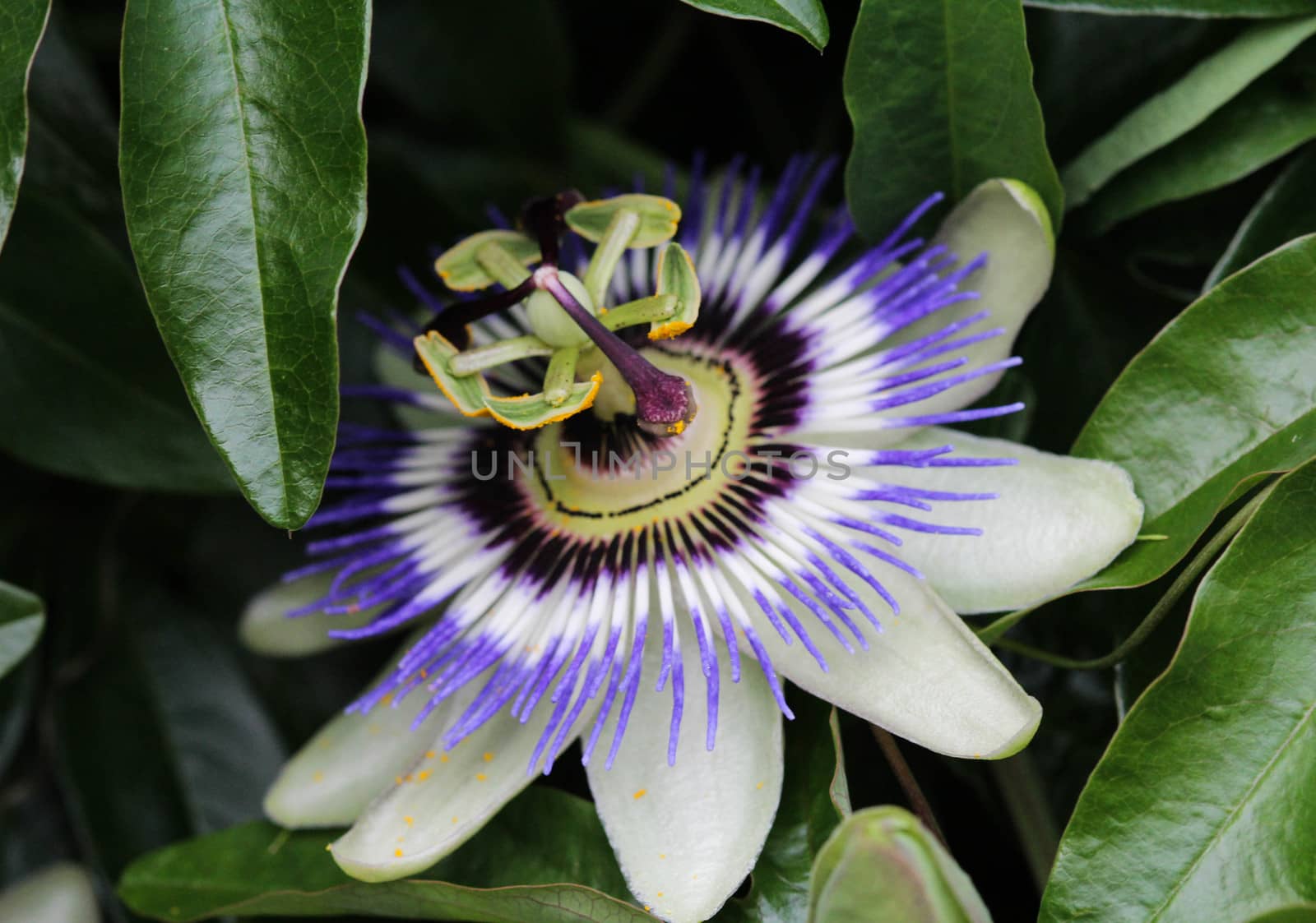 close up of Passiflora caerulea, the blue passionflower, bluecrown passionflower or common passion flower, blooming in garden