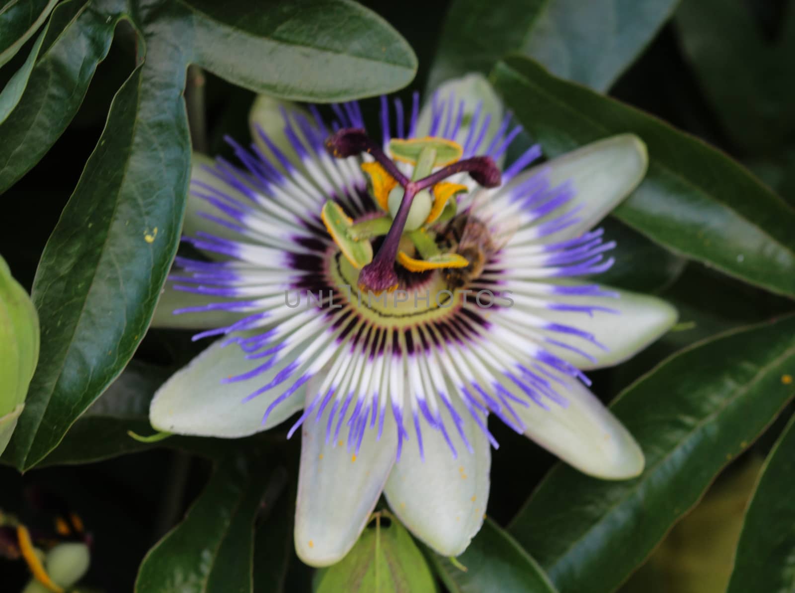 close up of Passiflora caerulea, the blue passionflower, bluecrown passionflower or common passion flower, blooming in garden