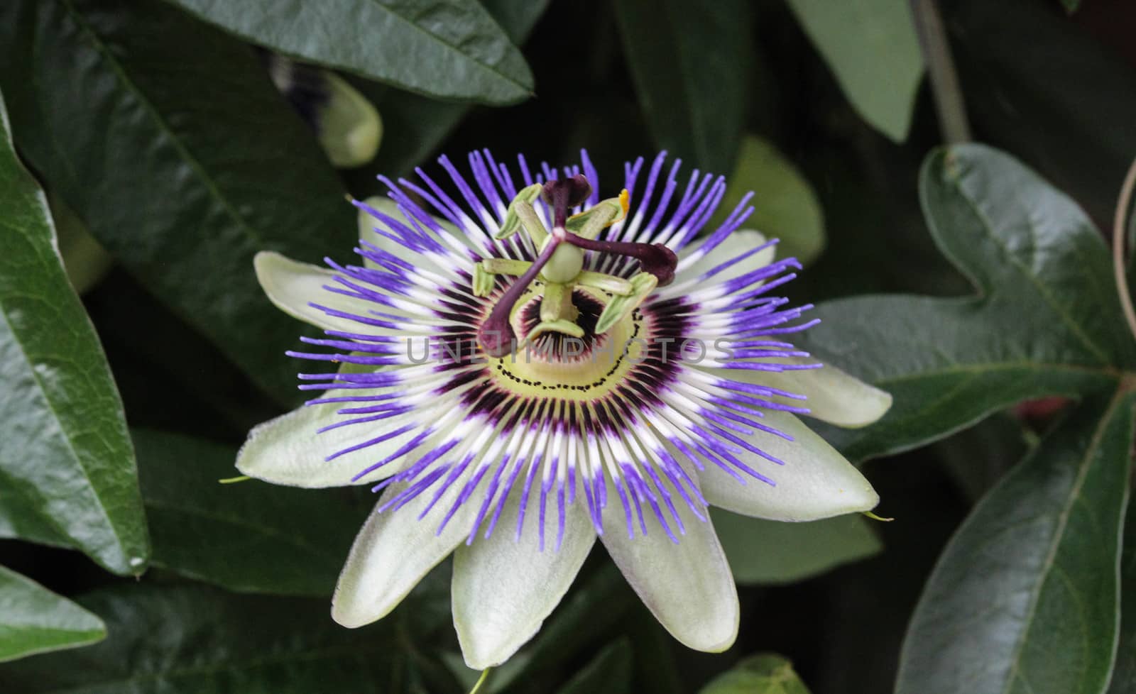 close up of Passiflora caerulea, the blue passionflower, bluecrown passionflower or common passion flower, blooming in garden